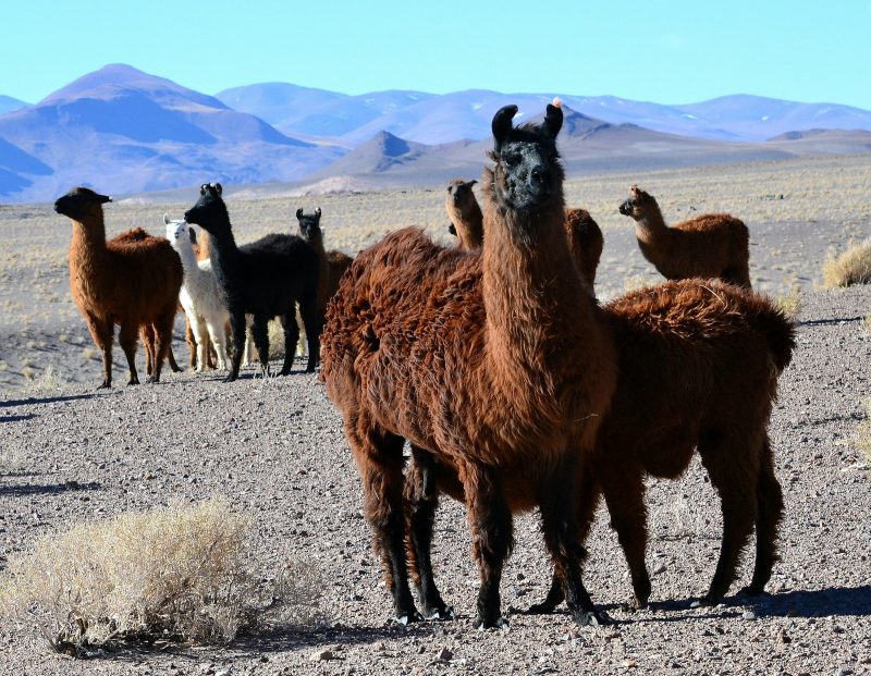 Llamas en el desierto de la Puna