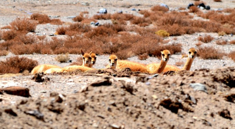 Vicuñas descansando entre los pastos