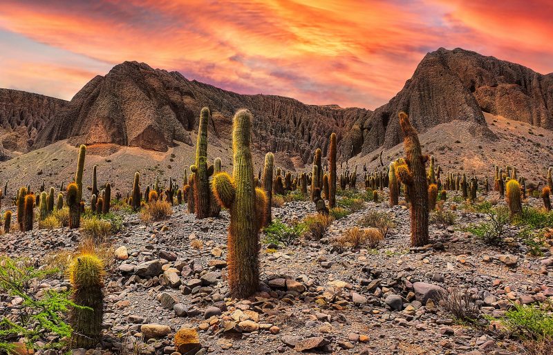 Cardones al atardecer
