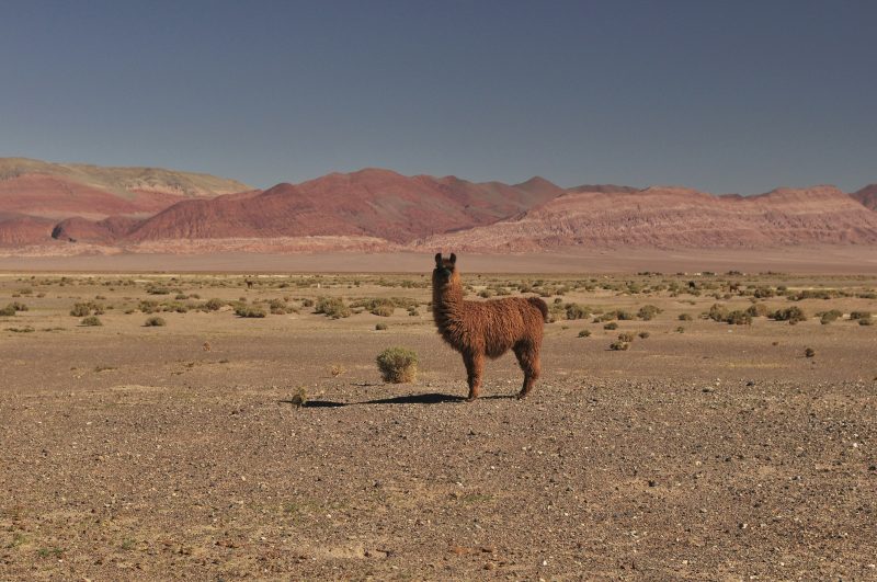Llama frente a los cerros rojos de la Puna