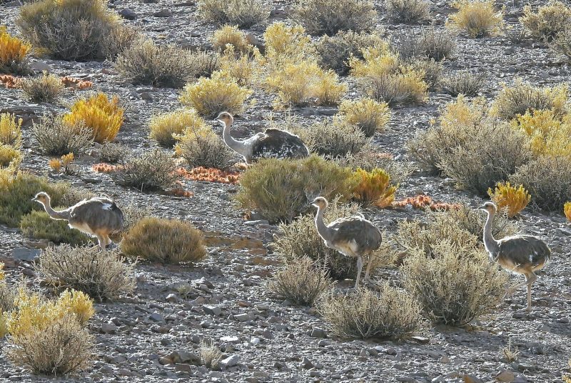 Ñandúes en la estepa de Antofagasta de la Sierra